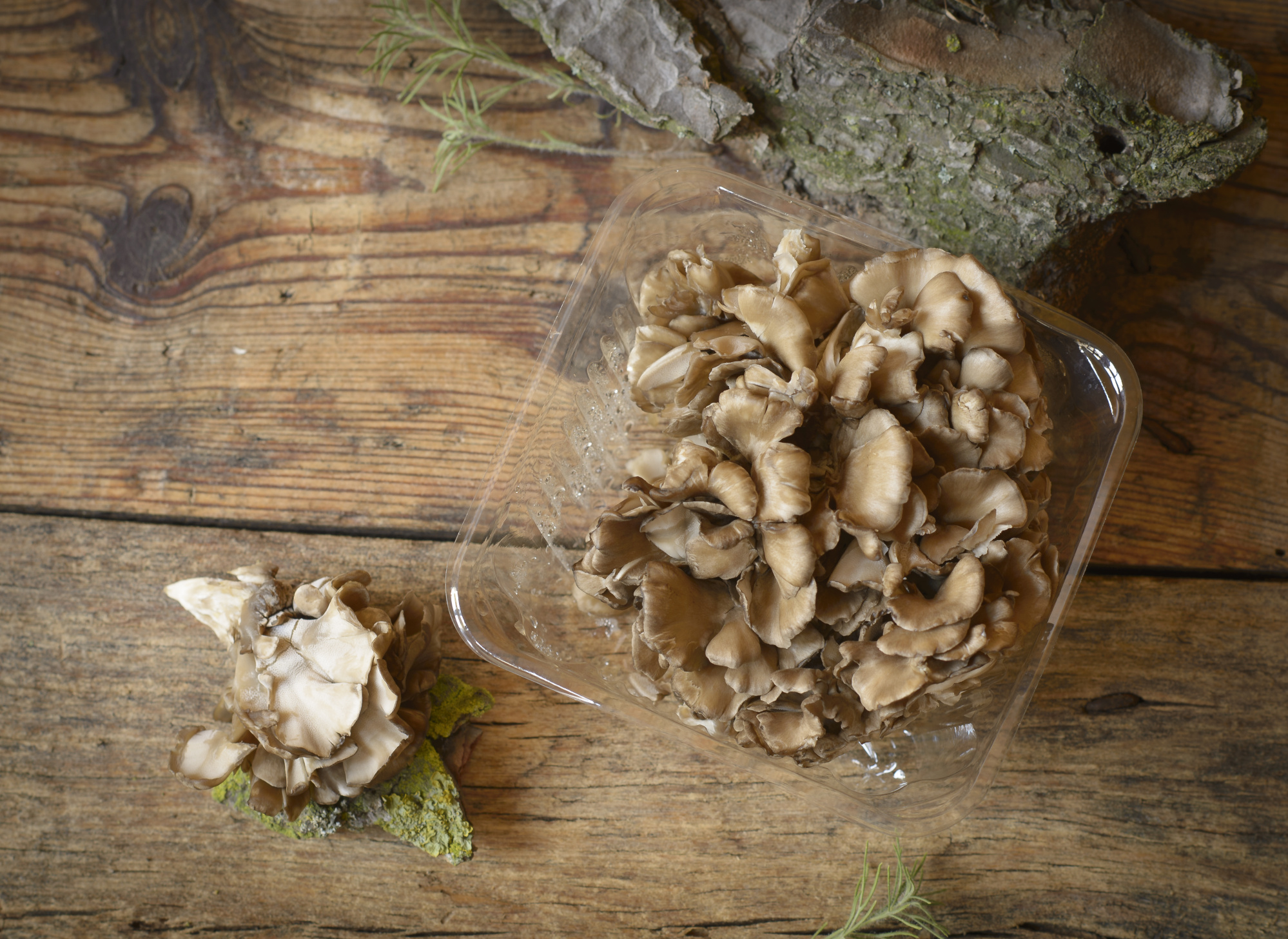 Setas Maitake